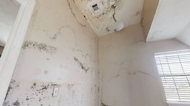 Best Post-Construction Mold Inspection  in Bell Acres, PA