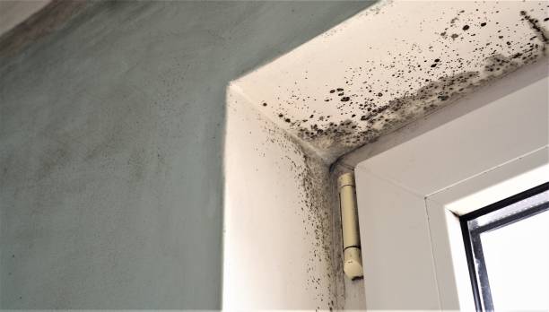 Best Commercial Mold Inspection  in Bell Acres, PA