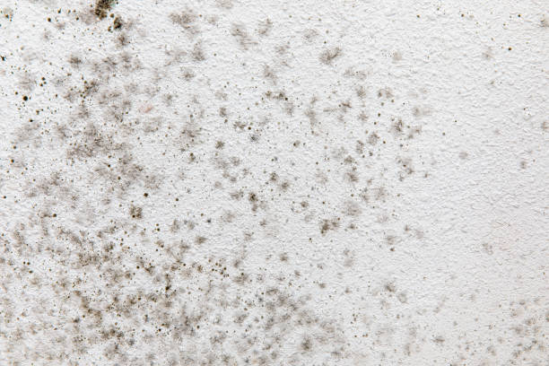 Best Forensic Mold Investigation  in Bell Acres, PA