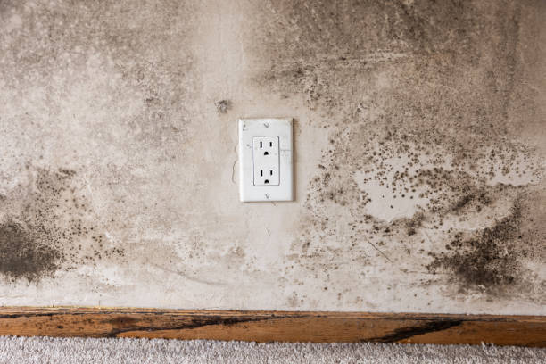 Bell Acres, PA Mold Removal Company