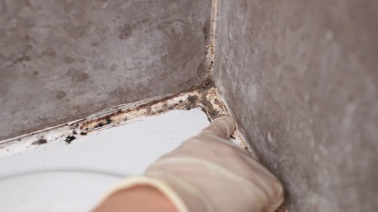 Best Comprehensive Air Testing for Mold Contaminants  in Bell Acres, PA